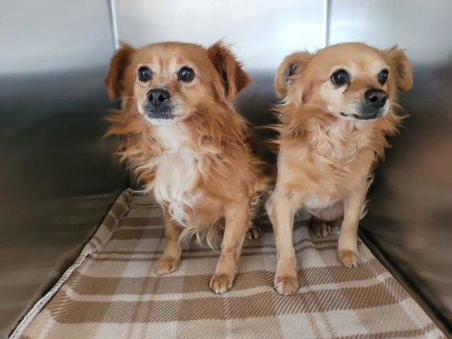 ALMOND, an adoptable Pomeranian in San Pedro, CA