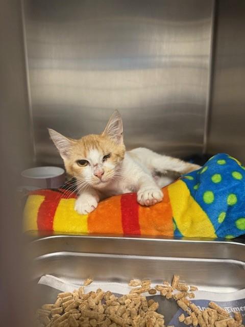 NASTASSJA, Adult Domestic Short Hair (medium coat), cat for adoption in Alhambra, California