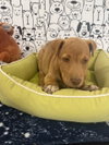 GEORGE BURNS - Photo 1