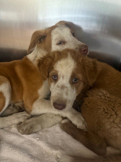 BABY MALVEAUX - German Shepherd Dog available for adoption