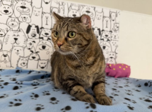 RIRI, Senior Domestic Medium Hair (medium coat), cat for adoption in Alhambra, California