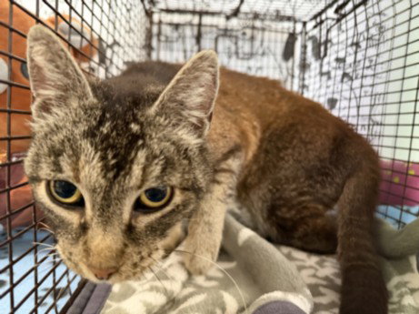 GLADYS, Senior Domestic Short Hair (medium coat), cat for adoption in Alhambra, California