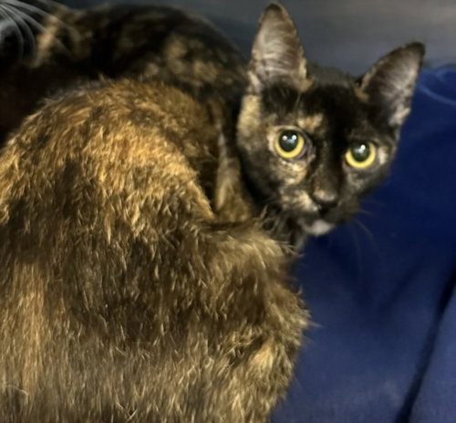 A2271154, Adult Domestic Short Hair (medium coat), cat for adoption in Alhambra, California