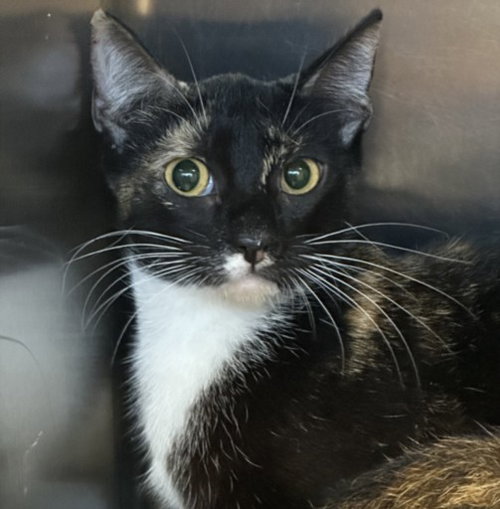 A2271155, Adult Domestic Short Hair (medium coat), cat for adoption in Alhambra, California