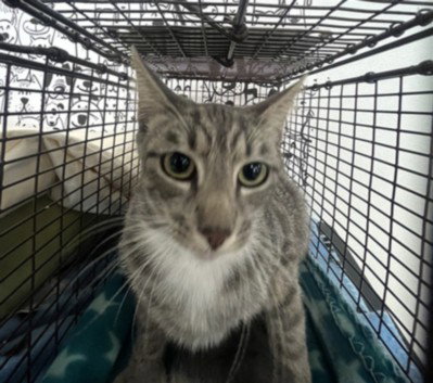 STARDUST, Young Domestic Short Hair (medium coat), cat for adoption in Alhambra, California