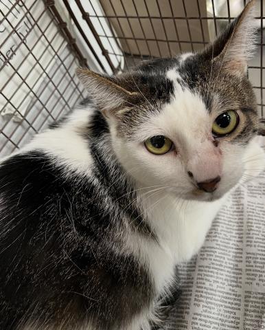 TIFFANY, Senior Domestic Short Hair (medium coat), cat for adoption in Alhambra, California