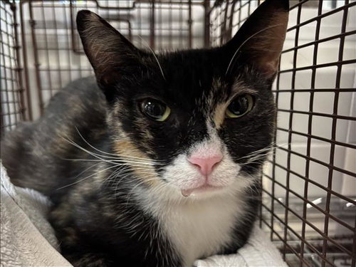 CALI, Adult Domestic Short Hair (medium coat), cat for adoption in Alhambra, California