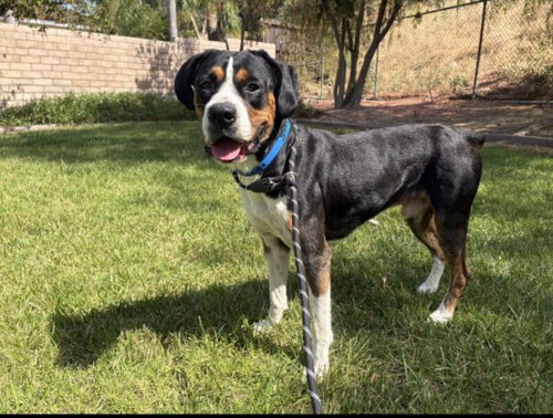 OTIS, an adoptable Boxer in San Pedro, CA