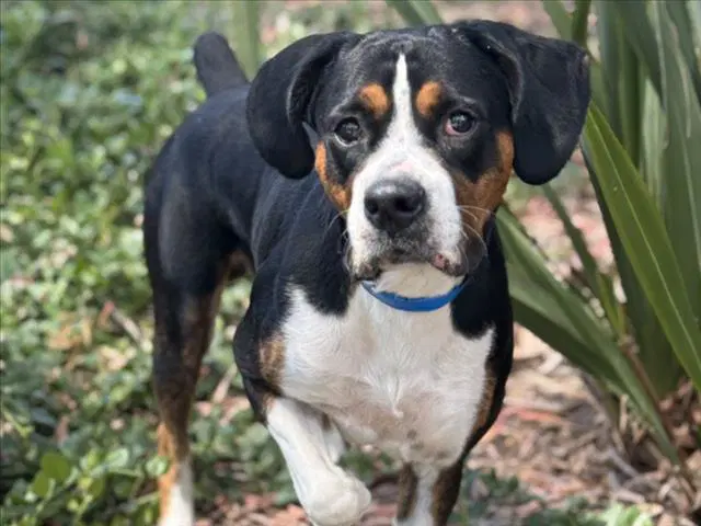 Otis - Boxer