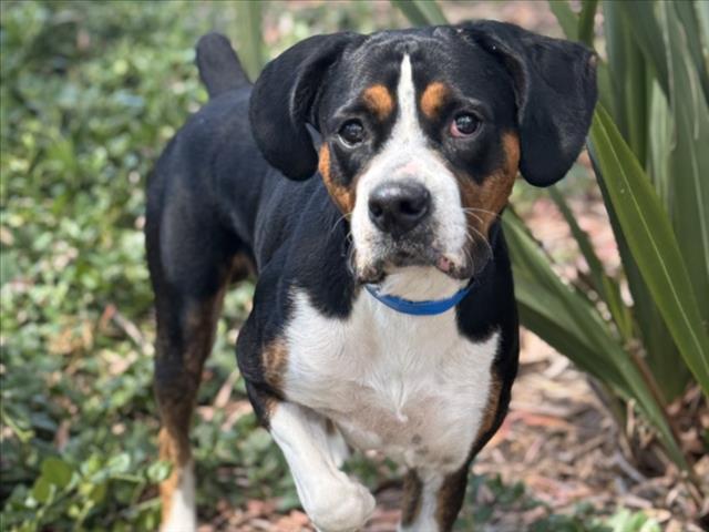 Otis