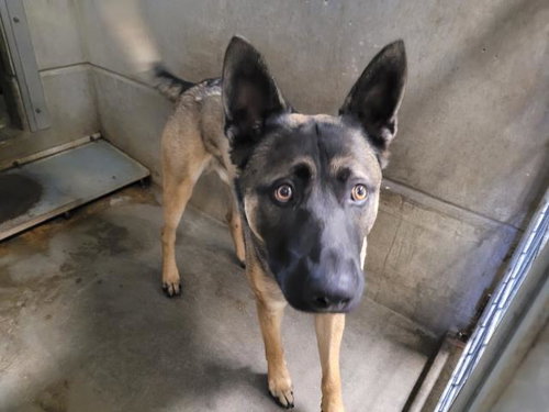BLUEY, an adoptable German Shepherd Dog in San Pedro, CA