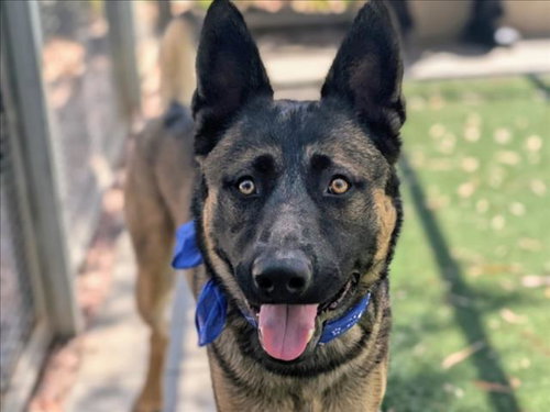 BLUEY, an adoptable German Shepherd Dog in San Pedro, CA