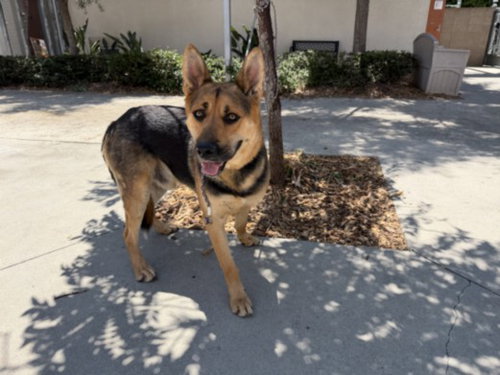 RAMBO, an adoptable German Shepherd Dog in San Pedro, CA