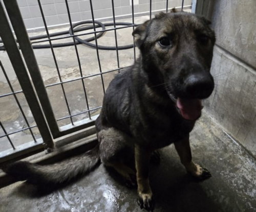 JOLINA, an adoptable German Shepherd Dog in San Pedro, CA