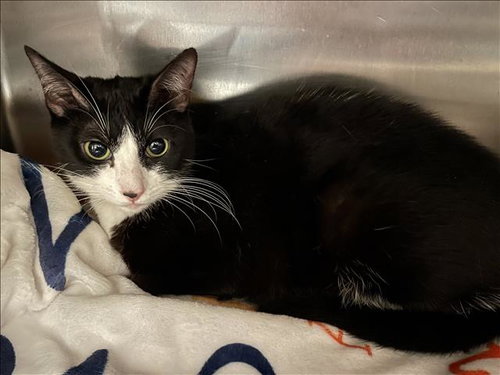 ARIEL - Domestic Short Hair available for adoption