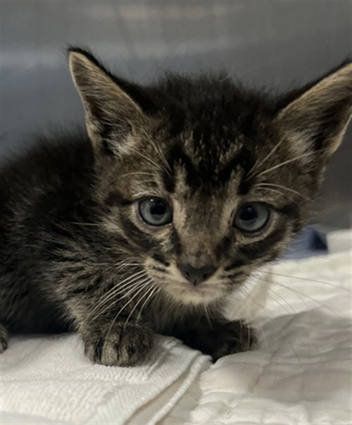 A2267686, an adoptable Domestic Short Hair in San Pedro, CA