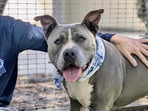 BLUE, an adoptable American Pit Bull Terrier in San Pedro, CA
