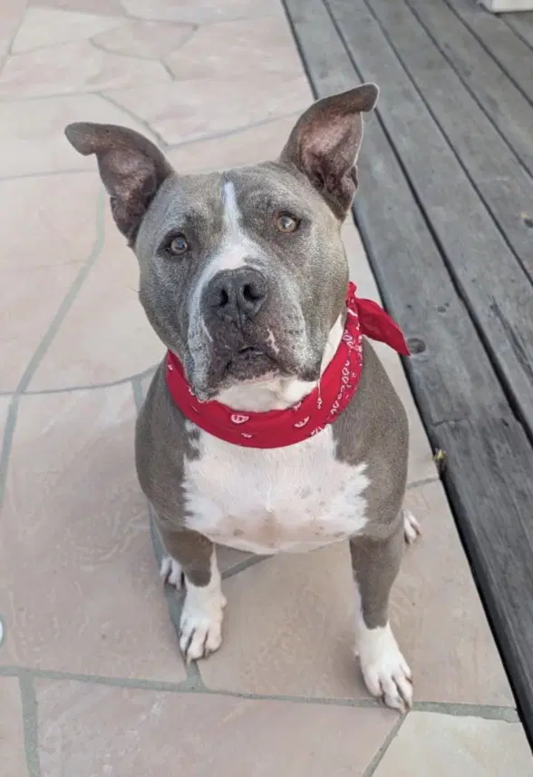 Blue - American Pit Bull Terrier
