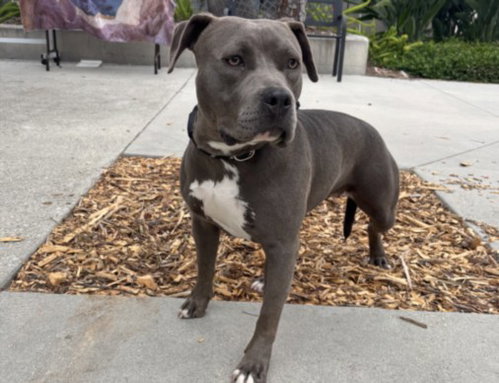 MADELINE, an adoptable Pit Bull Terrier in San Pedro, CA