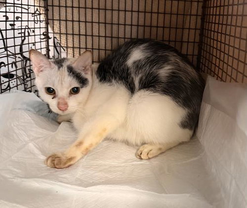 A2273845, Adult Domestic Short Hair (medium coat), cat for adoption in Paramount, California