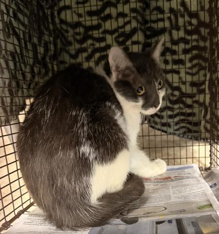 A2273846, Adult Domestic Short Hair (medium coat), cat for adoption in Paramount, California