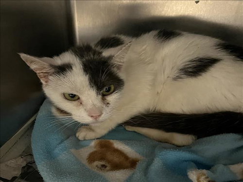 MIA, Senior Domestic Short Hair (medium coat), cat for adoption in Paramount, California