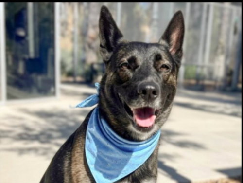 CODY, an adoptable German Shepherd Dog in San Pedro, CA