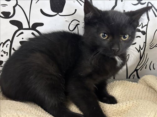 JULIE, an adoptable Domestic Short Hair in San Pedro, CA