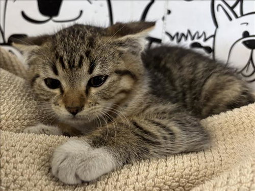 JACK, an adoptable Domestic Short Hair in San Pedro, CA