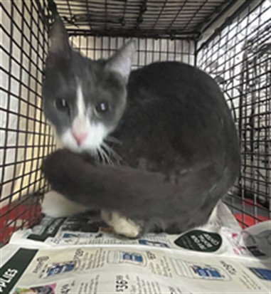 GAGA, an adoptable Domestic Medium Hair in San Pedro, CA