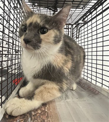 QUEEN, Adult Domestic Medium Hair (medium coat), cat for adoption in Paramount, California