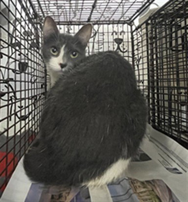 LADY, an adoptable Domestic Medium Hair in San Pedro, CA
