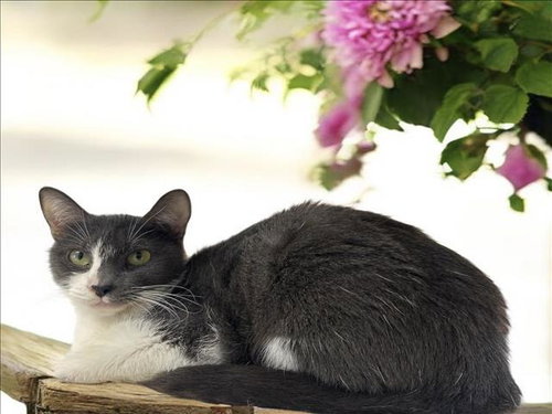 LADY, an adoptable Domestic Medium Hair in San Pedro, CA