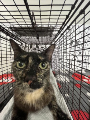 SUSANNAH, Adult Domestic Short Hair (medium coat), cat for adoption in Paramount, California