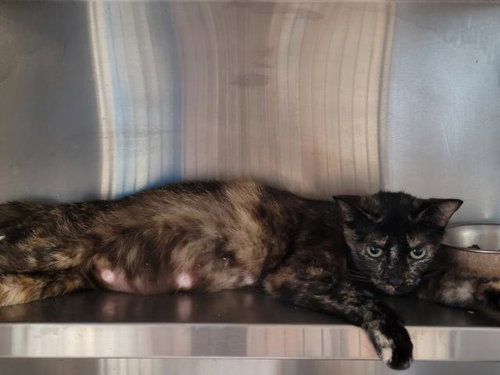 SUSANNAH, Adult Domestic Short Hair (medium coat), cat for adoption in Bellflower, California