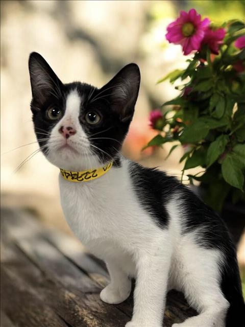 A2274459, Baby Domestic Short Hair (medium coat), cat for adoption in Paramount, California