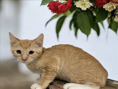 A2274465, Baby Domestic Short Hair (medium coat), cat for adoption in Paramount, California