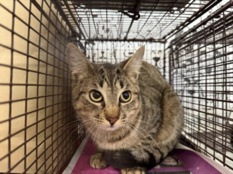 A2273854, Adult Domestic Short Hair (medium coat), cat for adoption in Paramount, California
