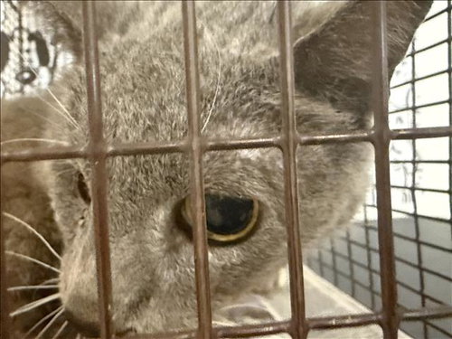 HENNY, Senior Domestic Medium Hair (medium coat), cat for adoption in Paramount, California