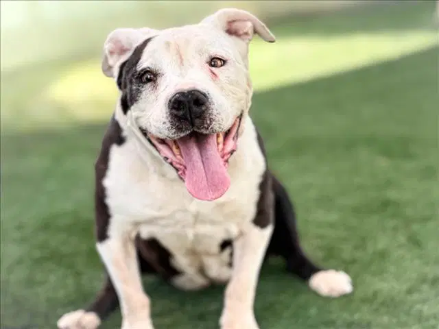 Dahlia - Staffordshire Bull Terrier