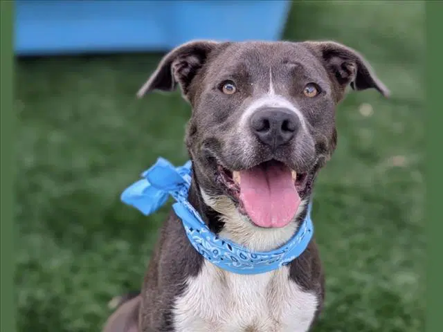 Chuck - American Pit Bull Terrier