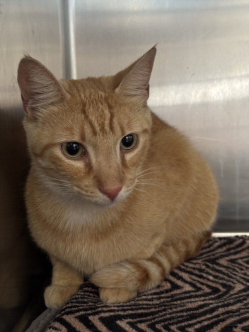 CAT, Adult Domestic Short Hair (medium coat), cat for adoption in Paramount, California