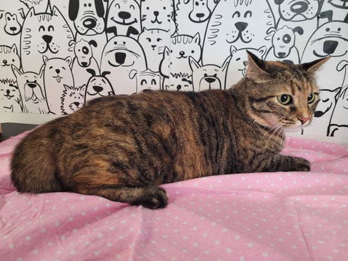 HAZEL, Adult Domestic Medium Hair (medium coat), cat for adoption in Paramount, California