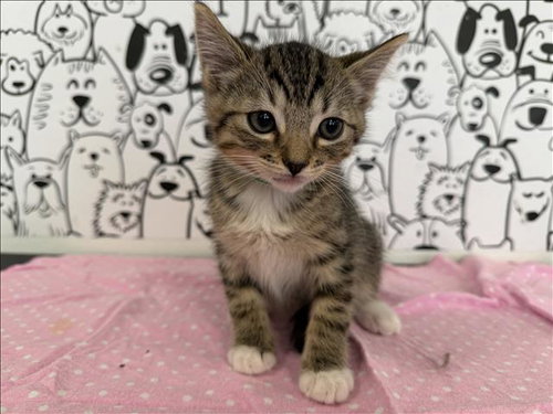 A2265876, Baby Domestic Short Hair (medium coat), cat for adoption in Paramount, California