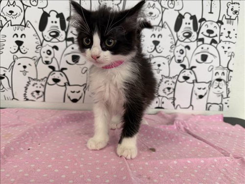 A2265878, Baby Domestic Short Hair (medium coat), cat for adoption in Paramount, California