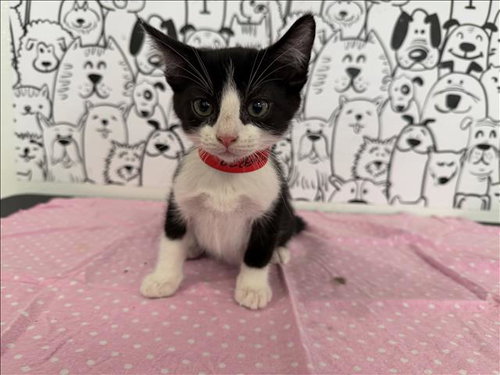 A2265879, Baby Domestic Short Hair (medium coat), cat for adoption in Paramount, California