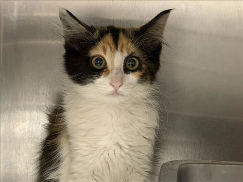 A2274790, Baby Domestic Short Hair (medium coat), cat for adoption in Alhambra, California