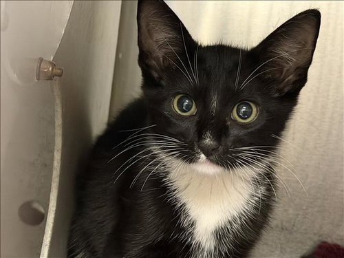 A2274791, Baby Domestic Short Hair (medium coat), cat for adoption in Alhambra, California