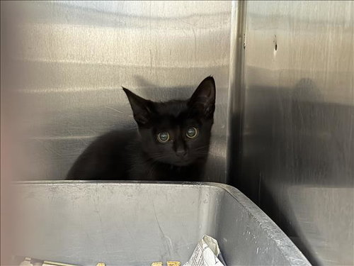A2274792, Baby Domestic Short Hair (medium coat), cat for adoption in Alhambra, California