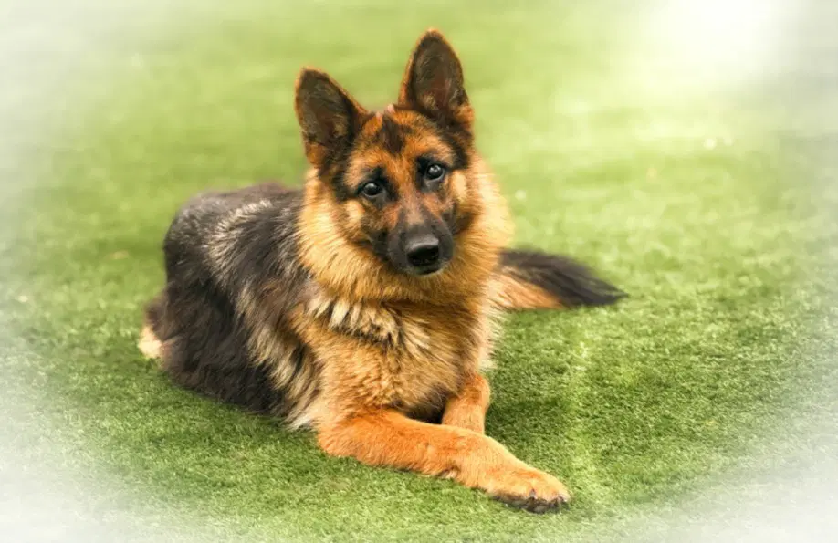 Minnow - German Shepherd Dog